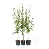 Cherry Plum Interspecific Hybrid BRAVE HEART®