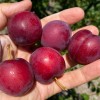 Siberian plum (Prunus x hybrid) SVERKHRANNAYA