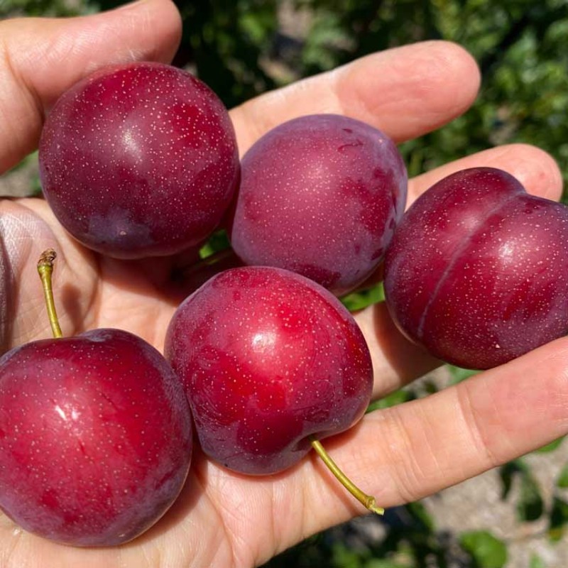 Siberian plum (Prunus x hybrid) SVERKHRANNAYA