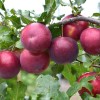 Siberian plum (Prunus x hybrid) SVERKHRANNAYA