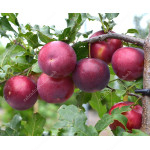 Sibirische Pflaume (Prunus x hybrid) SVERCHRANNAJA