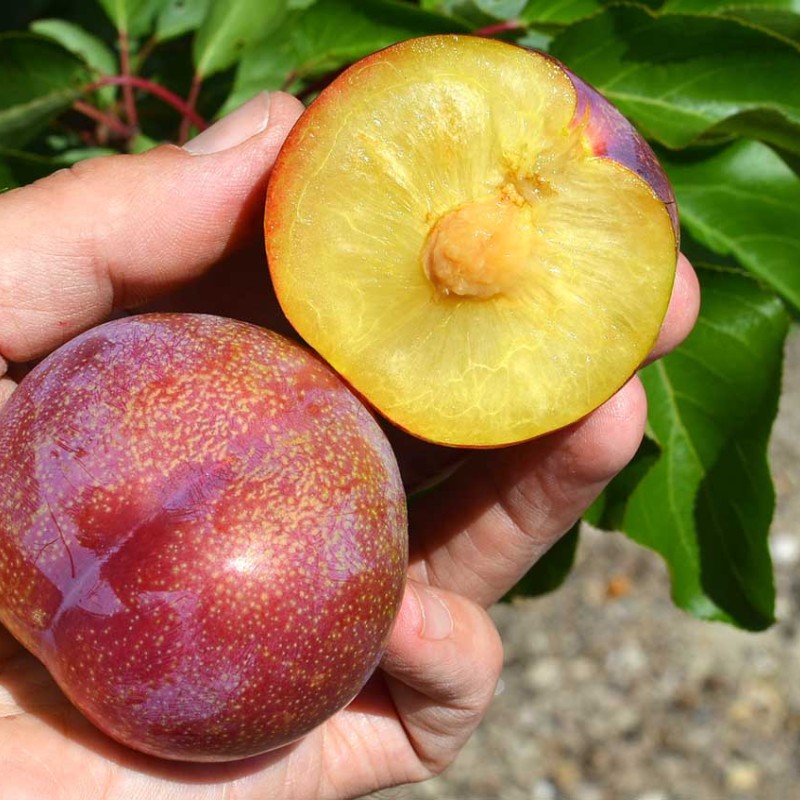 Japonská slivka (Prunus salicina) VANIER