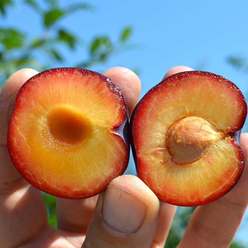 Sibírska slivka (Prunus x hybrid) ZURNA