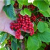 Schizandra čínska (Schisandra chinensis) SADOVA No.1