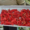 Schizandra čínska (Schisandra chinensis) SADOVA No.1