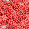 Schizandra čínska (Schisandra chinensis) SADOVA No.1