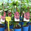 Schizandra čínska (Schisandra chinensis) SADOVA No.1