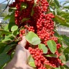 Schizandra čínska (Schisandra chinensis) SADOVA No.1