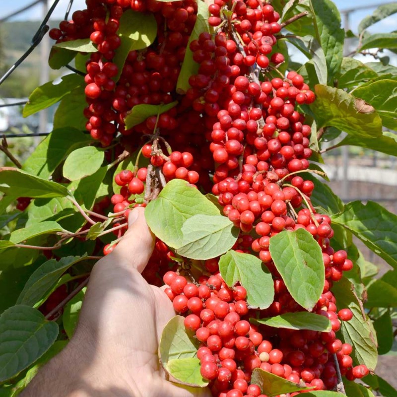 Schizandra čínska (Schisandra chinensis) SADOVA No.1