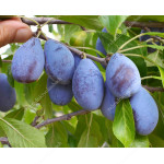 Pflaume (Prunus domestica) JOFELA®