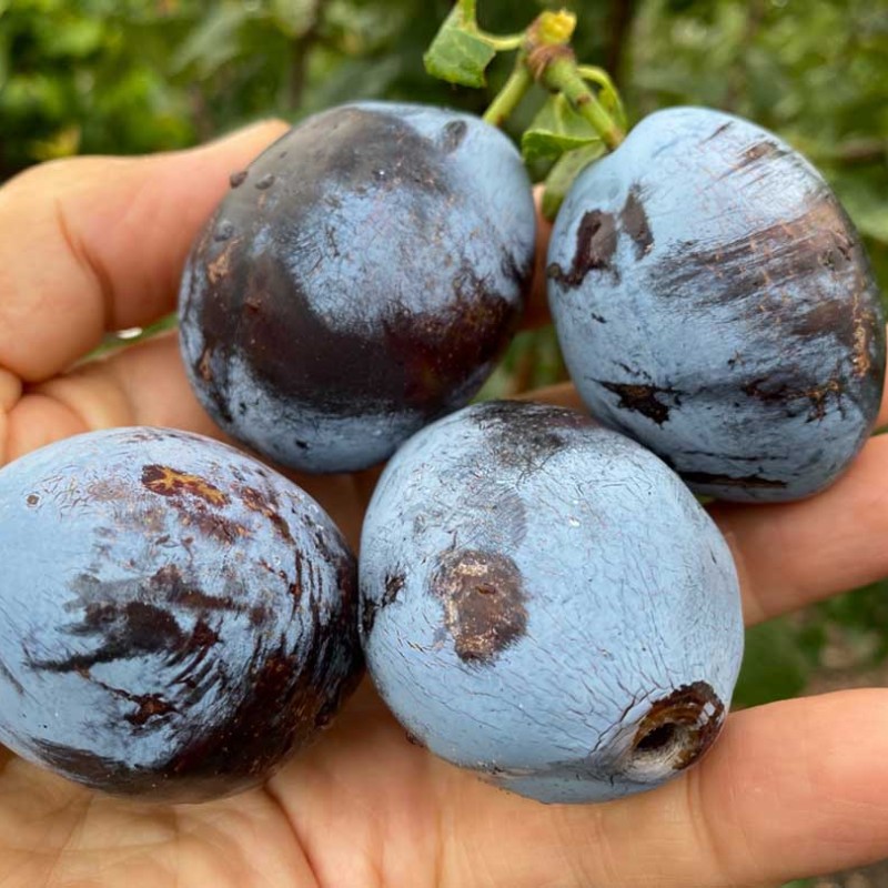 Pflaume (Prunus domestica) ODA