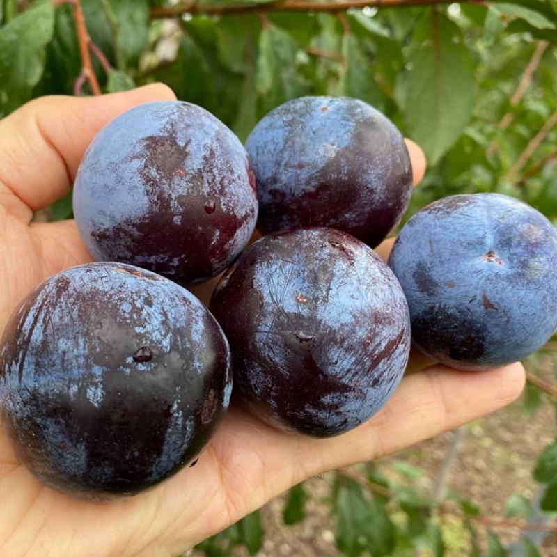 Sibirische Pflaume (Prunus x hybrid) PODAROK SAD GIGANTU