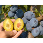 Slivka (Prunus domestica) PRUNTOP (stĺpová)