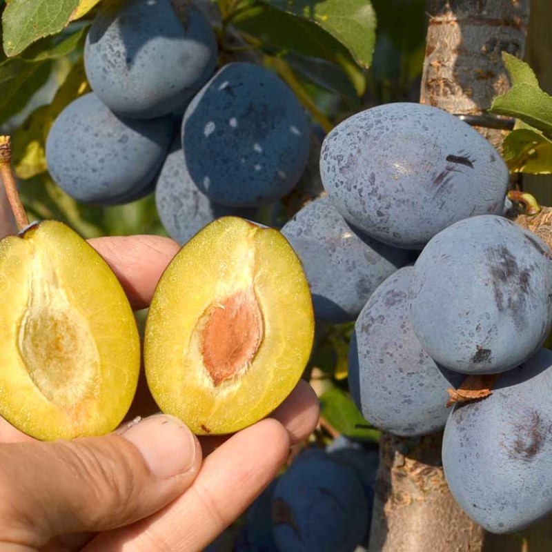 Columnar Plum (Prunus domestica) PRUNTOP®