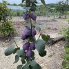 Siberian Columnar Plum (Prunus x hybrid) YEREMINA