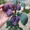 Siberian Columnar Plum (Prunus x hybrid) YEREMINA
