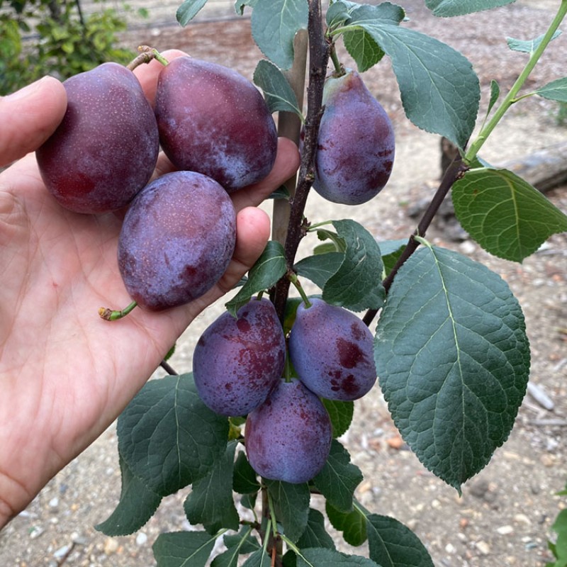 Siberian Columnar Plum (Prunus x hybrid) YEREMINA