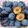 Columnar Plum (Prunus domestica) TOP®