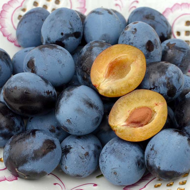 Columnar Plum (Prunus domestica) TOP®