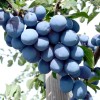 Columnar Plum (Prunus domestica) TOP®