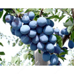Slivka (Prunus domestica) TOP® (stĺpová) 