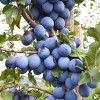 Columnar Plum (Prunus domestica) TOP®