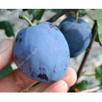Slivka (Prunus domestica) TOPEND PLUS®