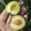 Slivka (Prunus domestica) TOPFIRST®