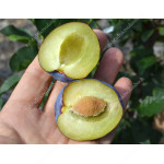 Slivka (Prunus domestica) TOPFIRST®