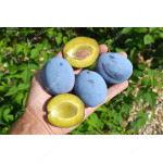 Pflaume (Prunus domestica) TOPHIT PLUS®