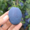 Columnar Plum (Prunus domestica) TOPSTAR PLUS®