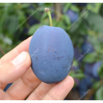 Slivka (Prunus domestica) TOPSTAR PLUS® (stĺpová)