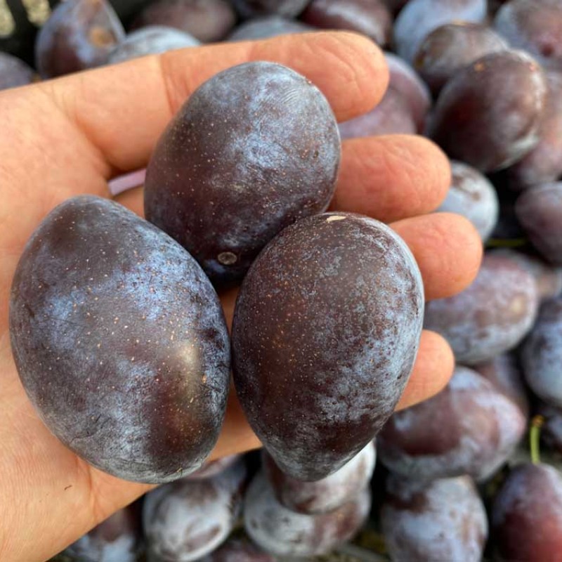 Slivka stĺpová (Prunus domestica) VENGERKA KORNEJEVSKAJA