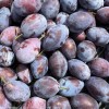 Slivka stĺpová (Prunus domestica) VENGERKA KORNEJEVSKAJA