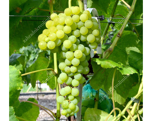 HIMROD TETRAPLOID Disease Resistant Seedless Table Grape Vine