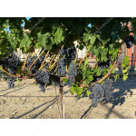 IVANKA Disease Resistant Seedless Table Grape Vine