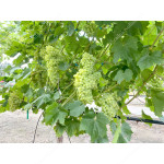 KISHMISH SITRONNY Disease Resistant Seedless Table Grape Vine