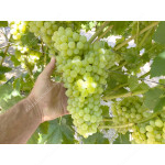 KISHMISH SITRONNY Disease Resistant Seedless Table Grape Vine
