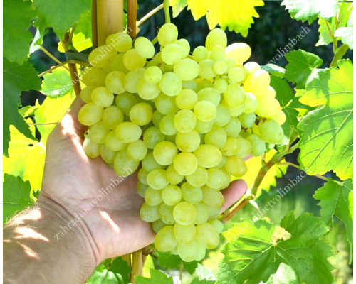 KISHMISH OSENNY KRUPNOPLODNY Disease Resistant Seedless Table Grape Vine