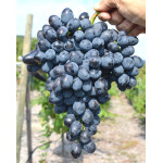 KISHMISH REBEKKA® Disease Resistant Seedless Table Grape Vine