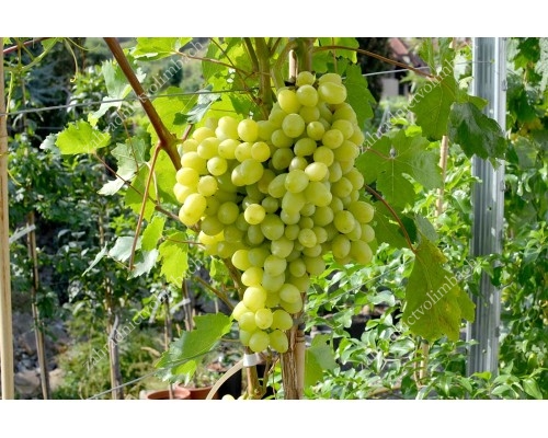 KISHMISH VOLODAR Disease Resistant Seedless Table Grape Vine