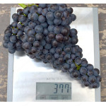 PAMYATI DOMBOVSKOY Disease Resistant Seedless Table Grape Vine
