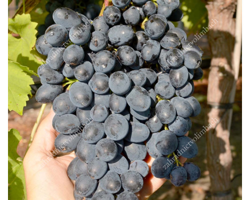 POLINKA Disease Resistant Seedless Table Grape Vine