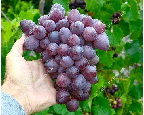 SKAZKA  Disease Resistant Seedless Table Grape Vine