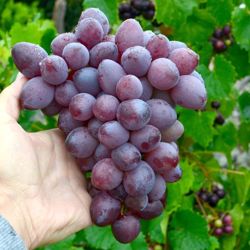 SKAZKA bezsemenný stolový vinič