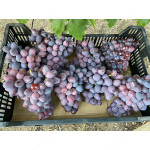 SKAZKA  Disease Resistant Seedless Table Grape Vine
