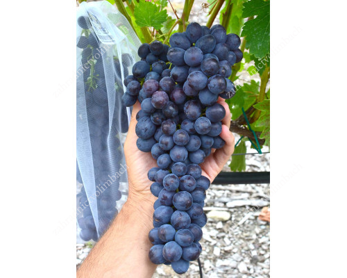 USPEKH Disease Resistant Seedless Table Grape Vine