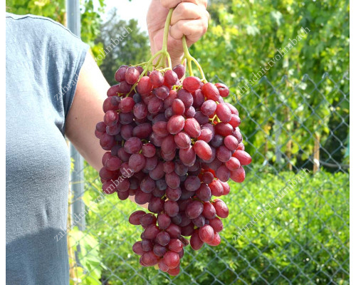 VELES Disease Resistant Seedless Table Grape Vine