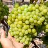 ARNI Table Grape Vine