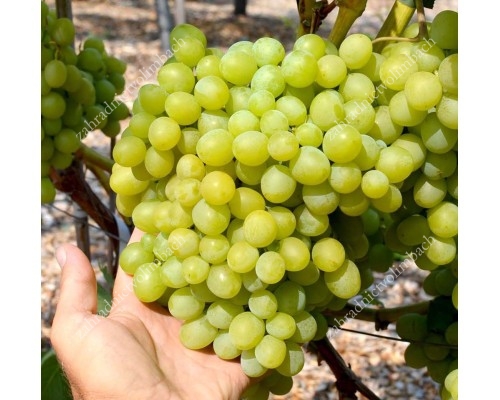 ARNI Disease Resistant Table Grape Vine